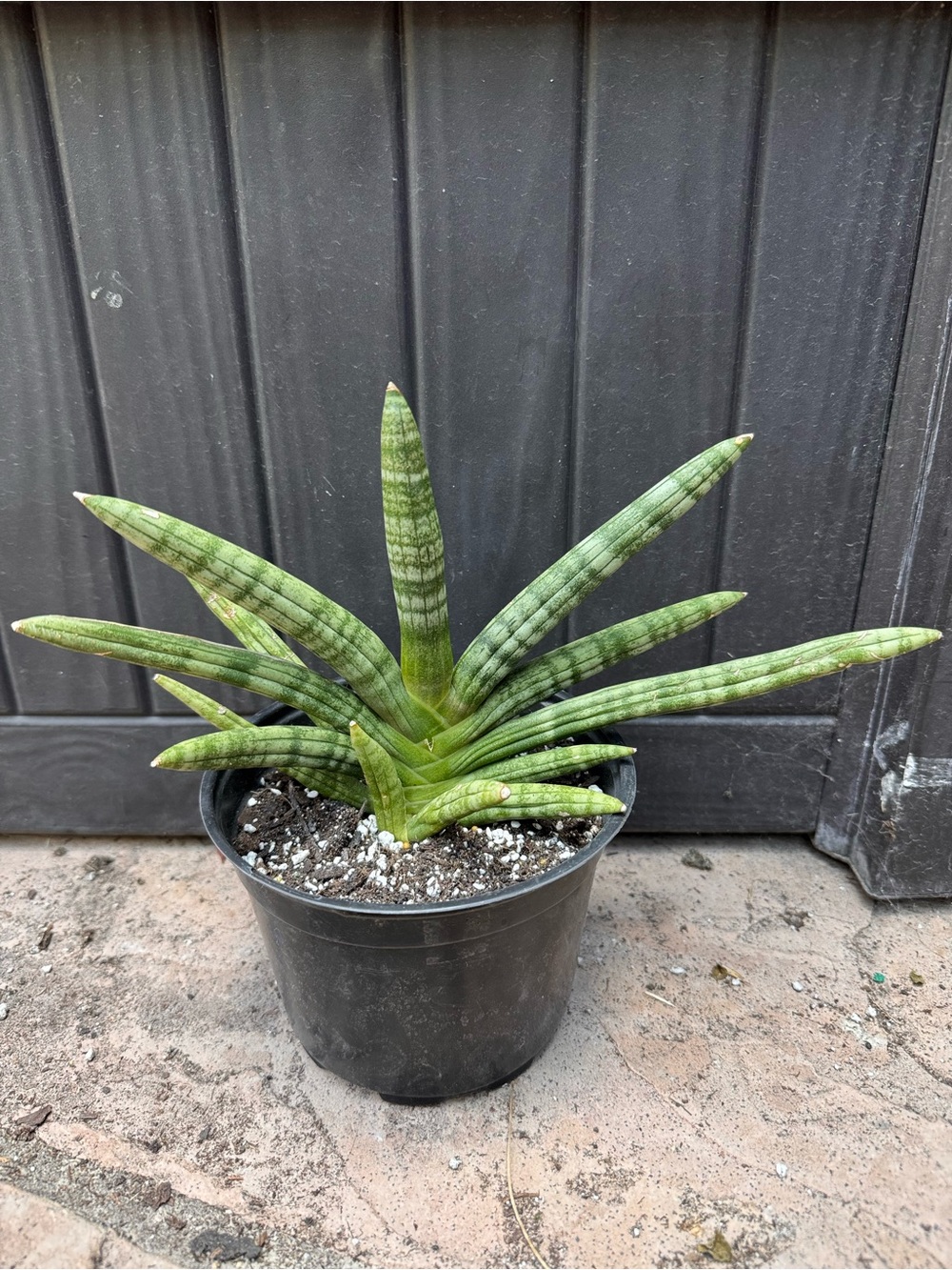 Sansevieria Cylindrica Starfish rare 11” x 6”
